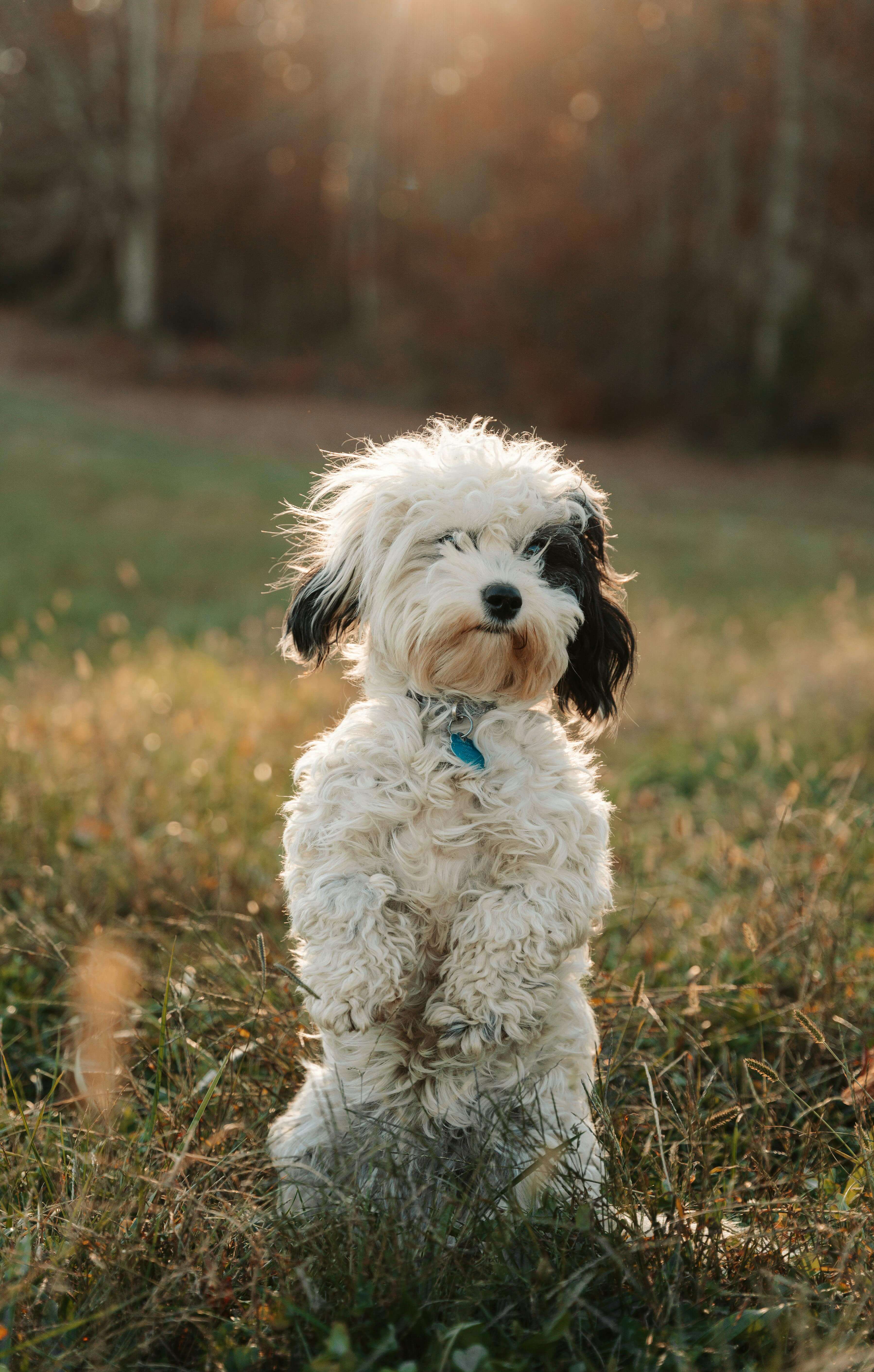반려동물 보험 + 카드 혜택 2배로 받는 법 │ 병원비 확 줄이는 중복 절약 공식