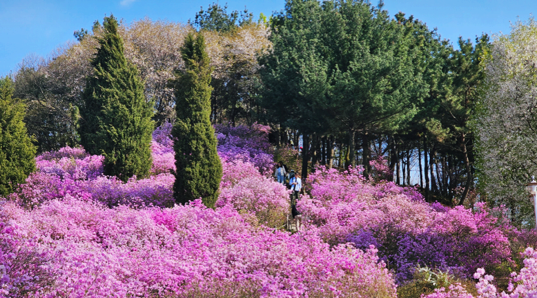 [3,4월 축제]원미산 진달래축제❘진달래 동산 3월, 4월 방문 후기