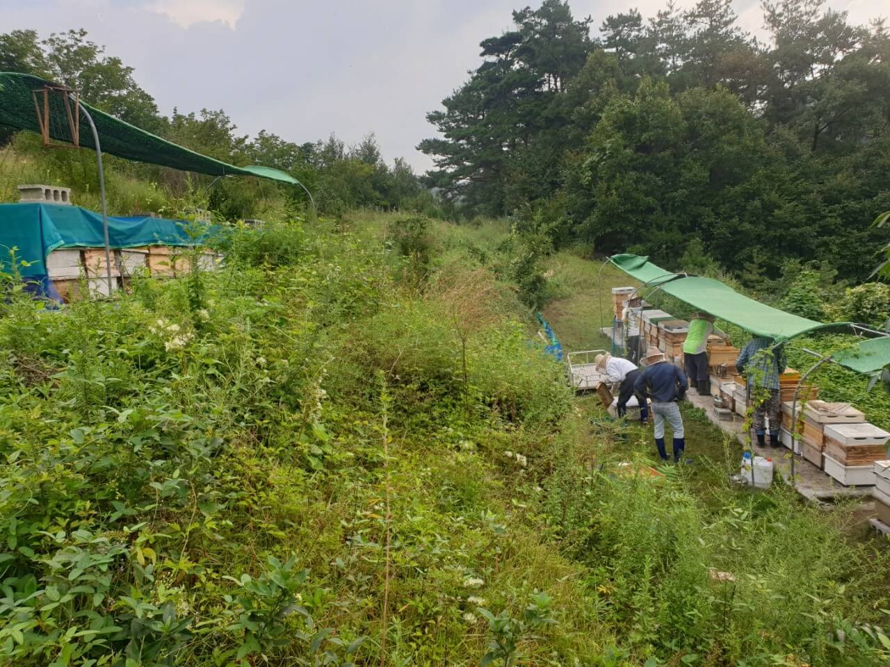 6시내고향 충북 괴산 5無 산림양봉의 명품 꿀 주문방법 사계닮은꿀 & 허니버블공방 꿀비누 주문방법