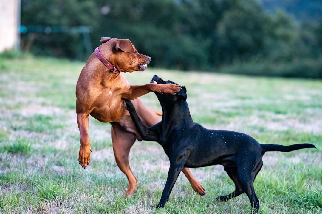 Dominance