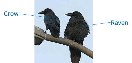동일하게 '까마귀'라고 불리지만 특성과 생김새에 차이가 있는 Crow와 Raven의 사진