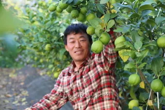 레몬 재배 화분 재배 실내 월동 가지 치기_7