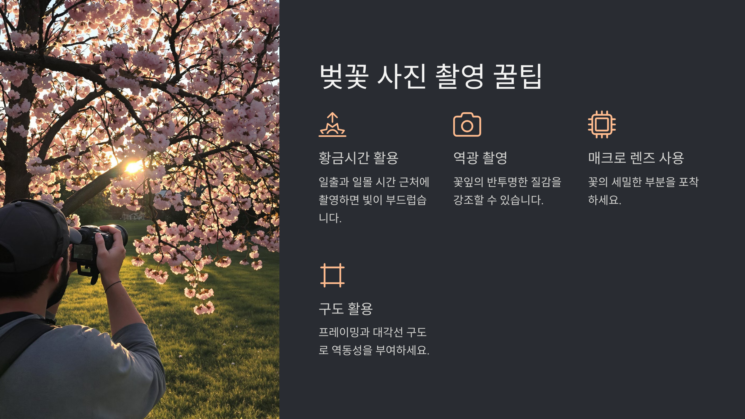 벚꽃 개화 시기 명소 추천 2025