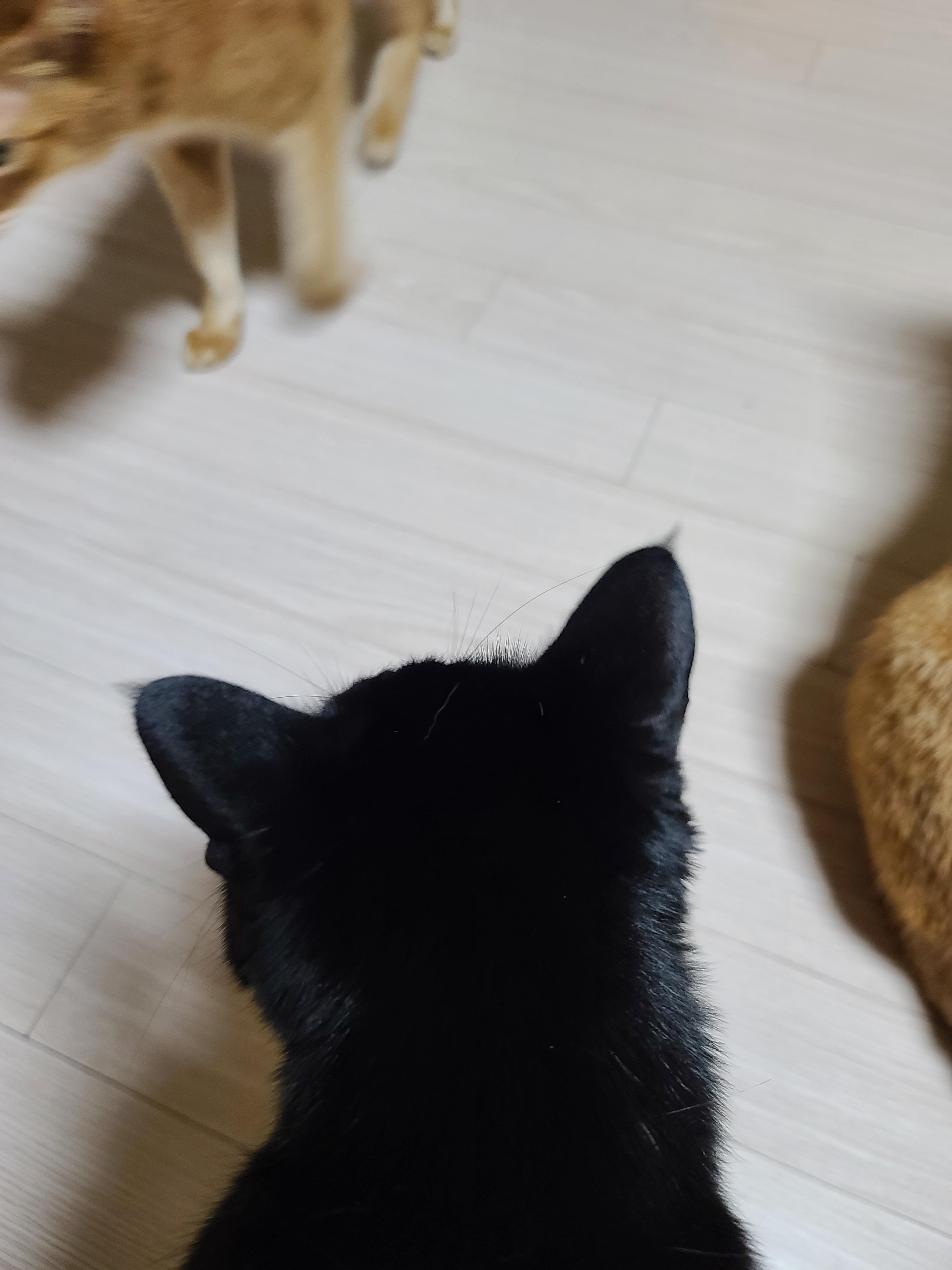 고양이들의 냥통수를 모아봤다. 치명적인 매력의 냥통수들.