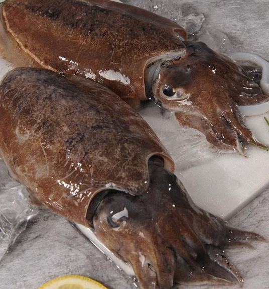 갑오징어 &ndash; 작은 몸집, 강한 식감