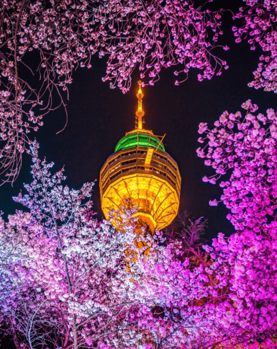 대구 이월드 블라썸 피크닉