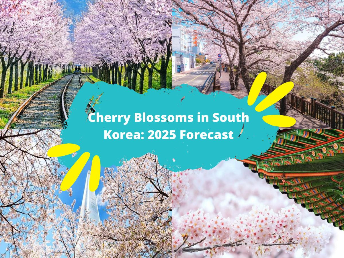 #봄축제 #벚꽃개화 #매화축제 #영등포봄꽃축제 #안동벚꽃축제 #광양매화축제 #기후변화 #봄여행 #한국여행 #봄꽃추천 #안전관리