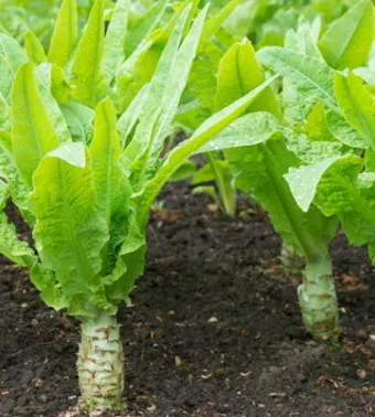 궁채나물 레시피 맛있는 조리법_4