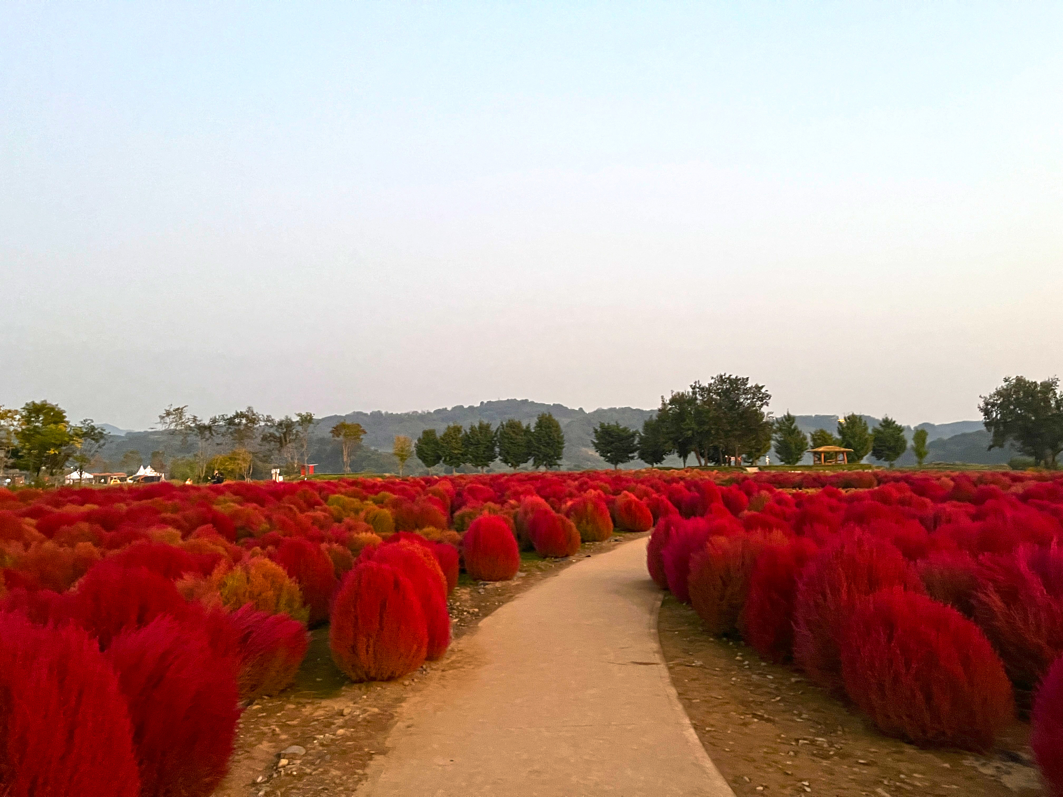 연천 임진강 댑싸리 공원