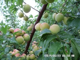 매실 수확 시기 매실장아찌 매실청 매실주 담그는 법_23