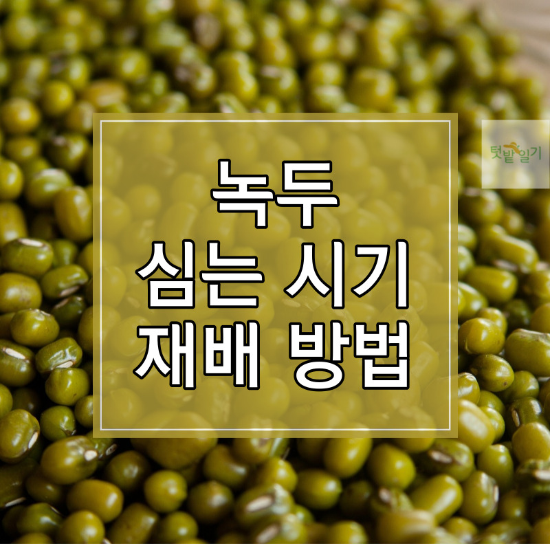 녹두 심는 시기 및 재배방법 알아보기