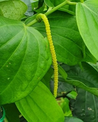 후추꽃 사진