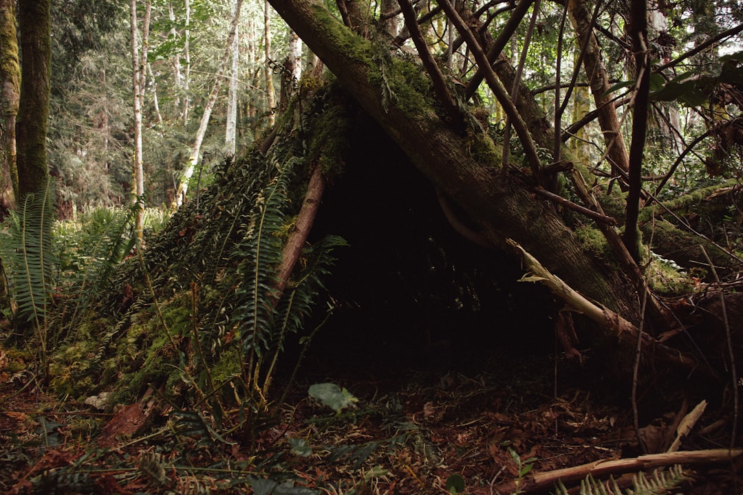 shelter
