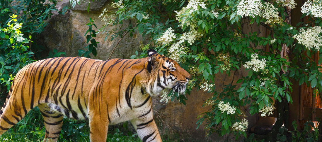 가족동물원 동물사진