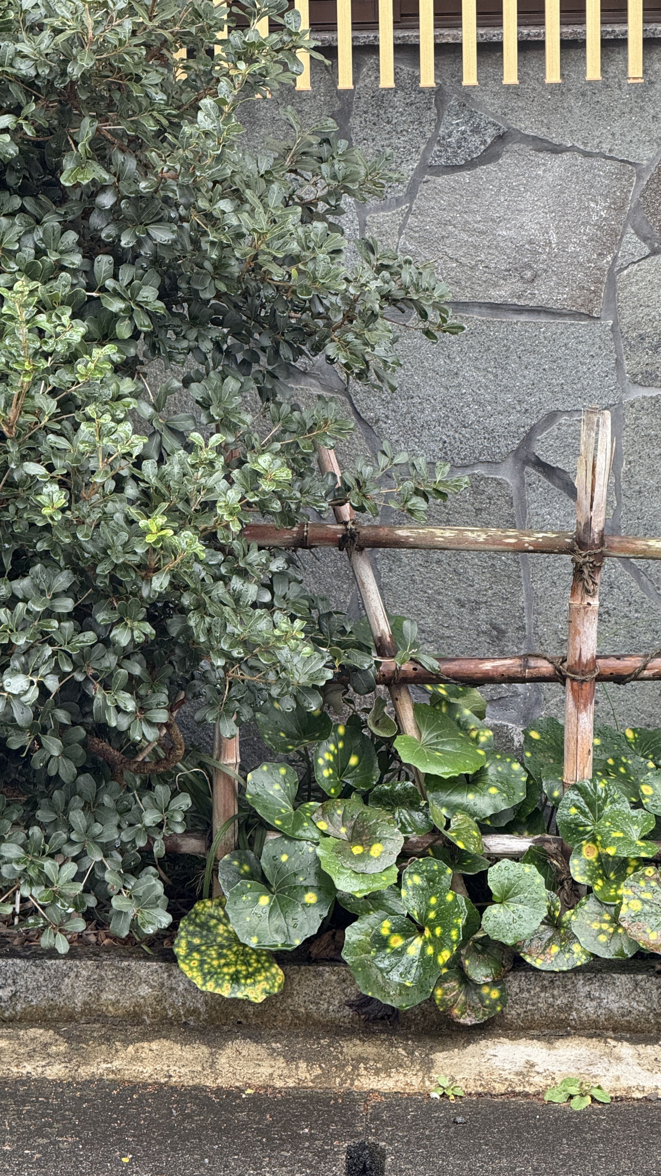 교토-꼭-가봐야-할-곳-교토-은각사-긴카쿠지- 철학의-길-조용한-산책-코스-추천