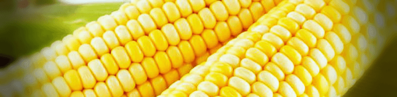 옥수수-사진
