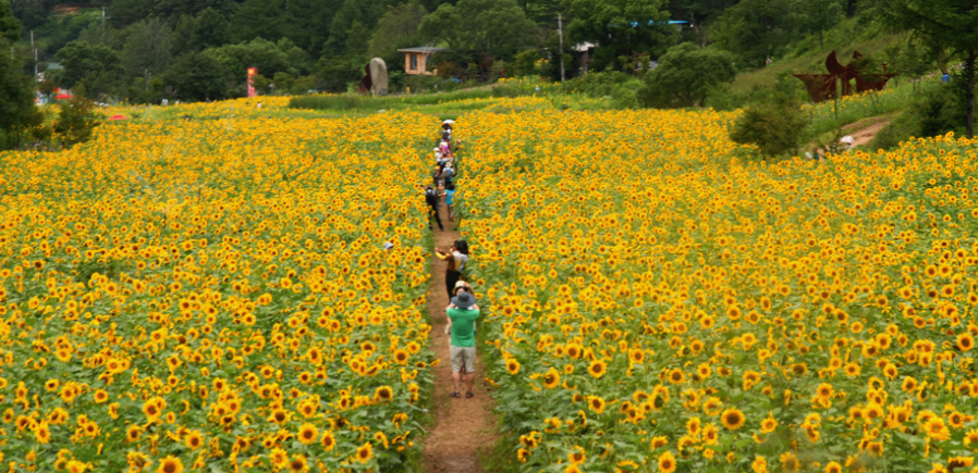 우리나라 여름 축제의 모든 것