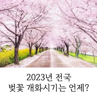 벚꽃 개화시기 2025 만개시기 히든스팟_19