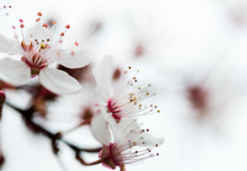 2025 벚꽃 개화시기 및 명소 추천