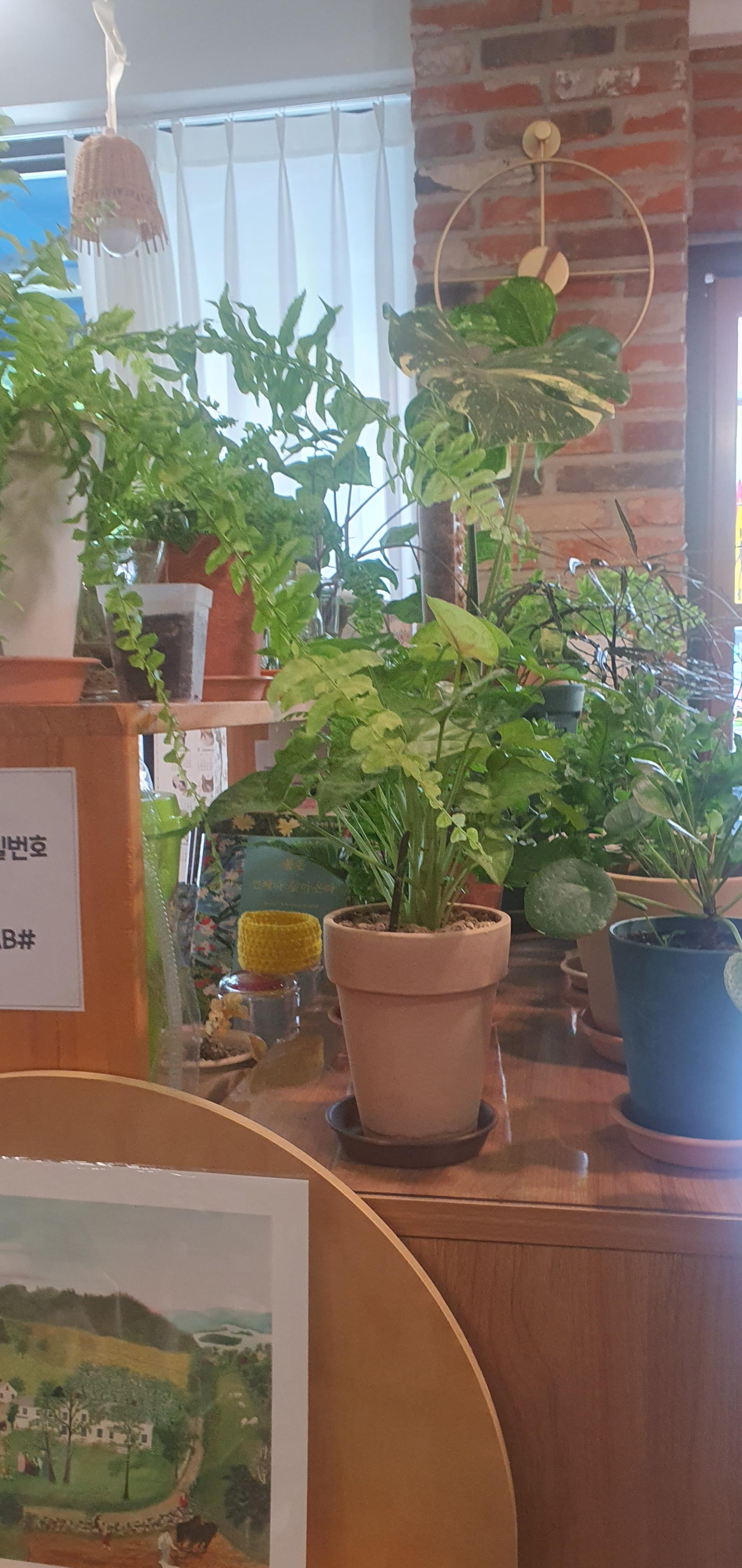 니어브릿지_태백 구문소관광지 인근 베이글,커피 맛집