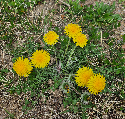 노란민들레