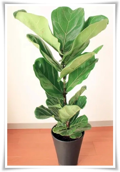 "고무나무 키우기" 실내 정원에 매력을 더하는 초록 친구!