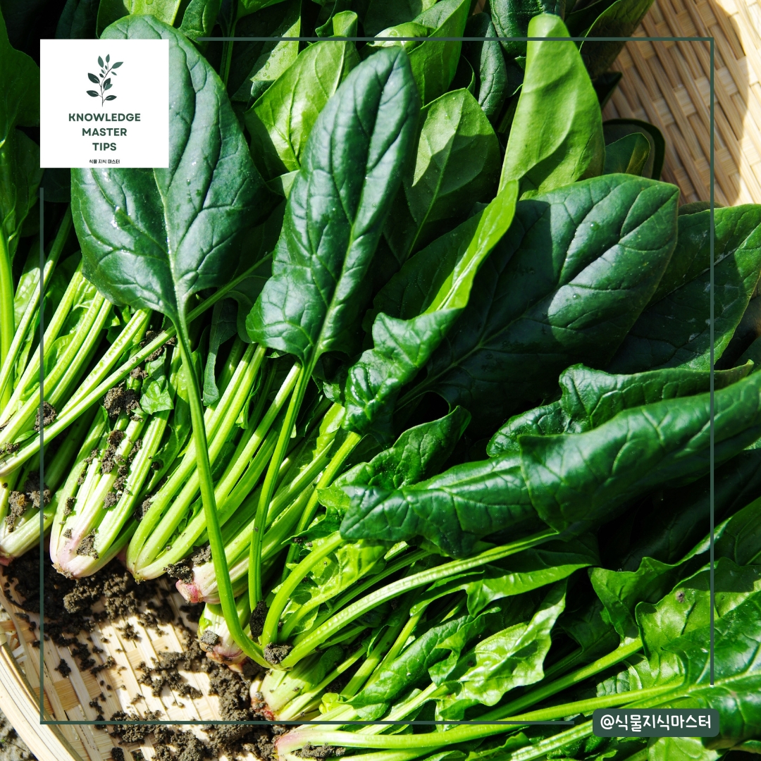 8월에 심기 좋은 농작물 - 시금치