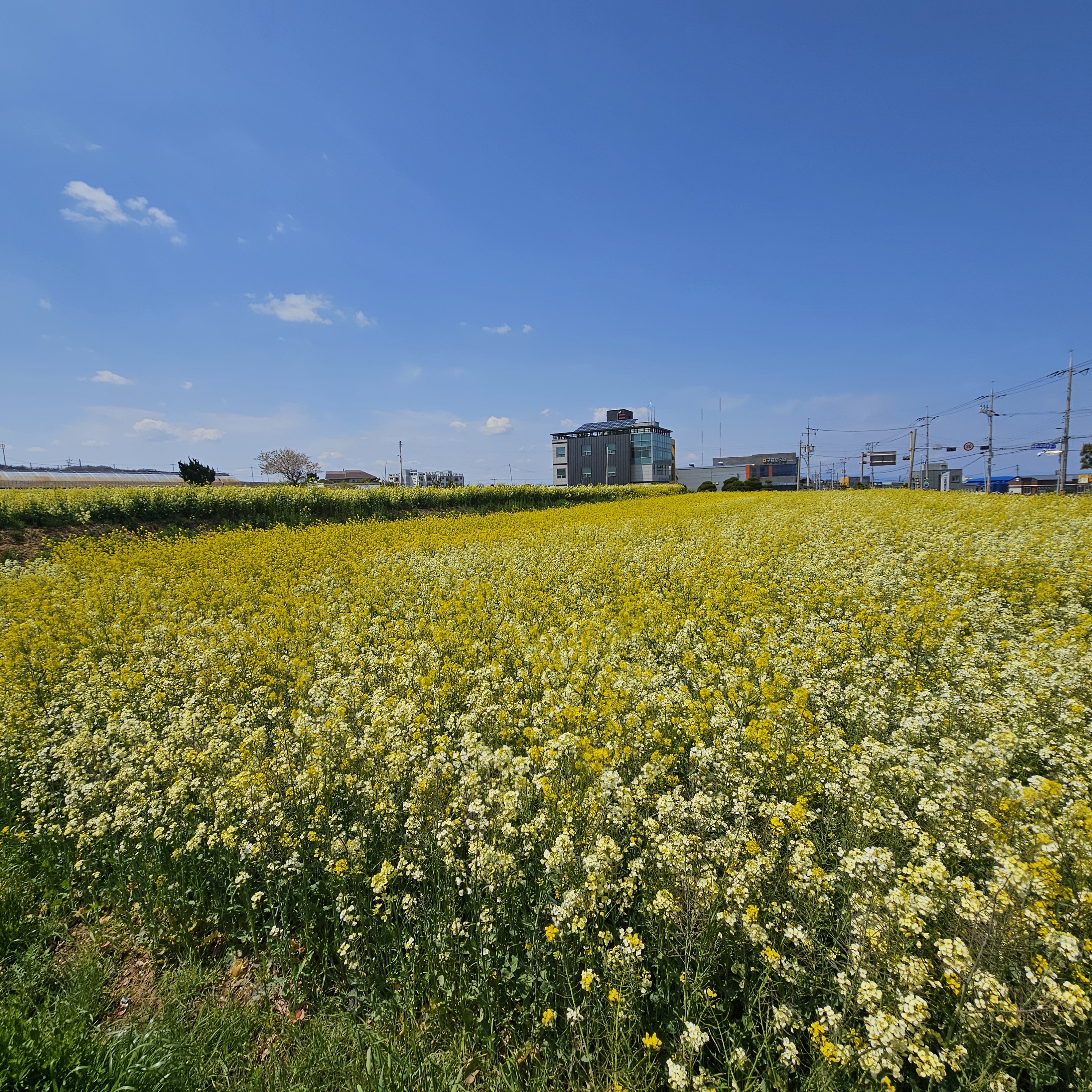 포항 호미곶 유채꽃에 바다를 담다