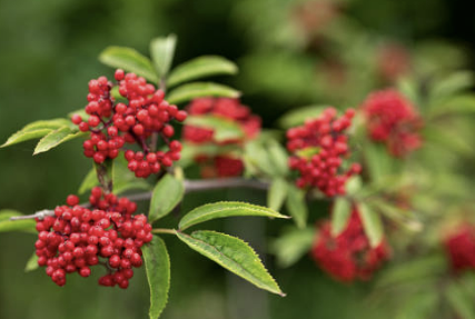 마가목 효능 부작용 먹는 방법 재배 열매&amp;#44; 나무 총정리