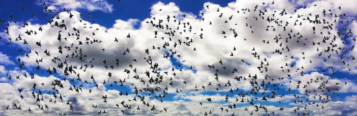 하늘에 날고 있는 새떼