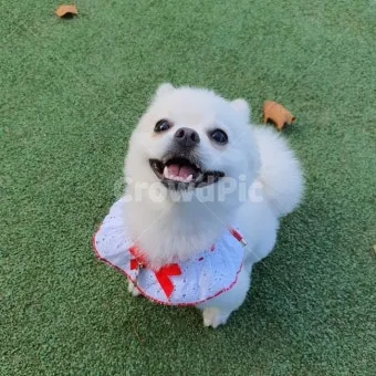 행복한 반려견 맞이하기 나에게 맞는 강아지 선택 가이드_3