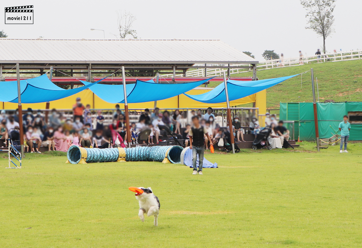 가축놀이 한마당 공연, 브로콜리 원반물어오기