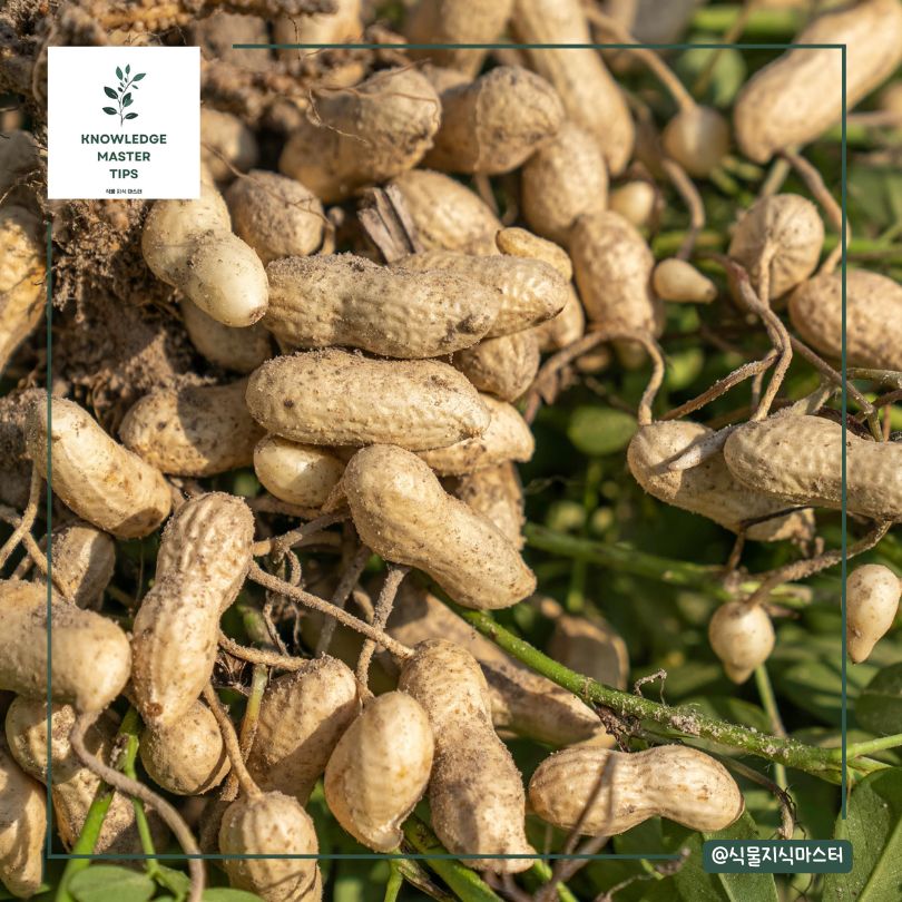 땅콩 캐는 시기, 언제가 좋을까?