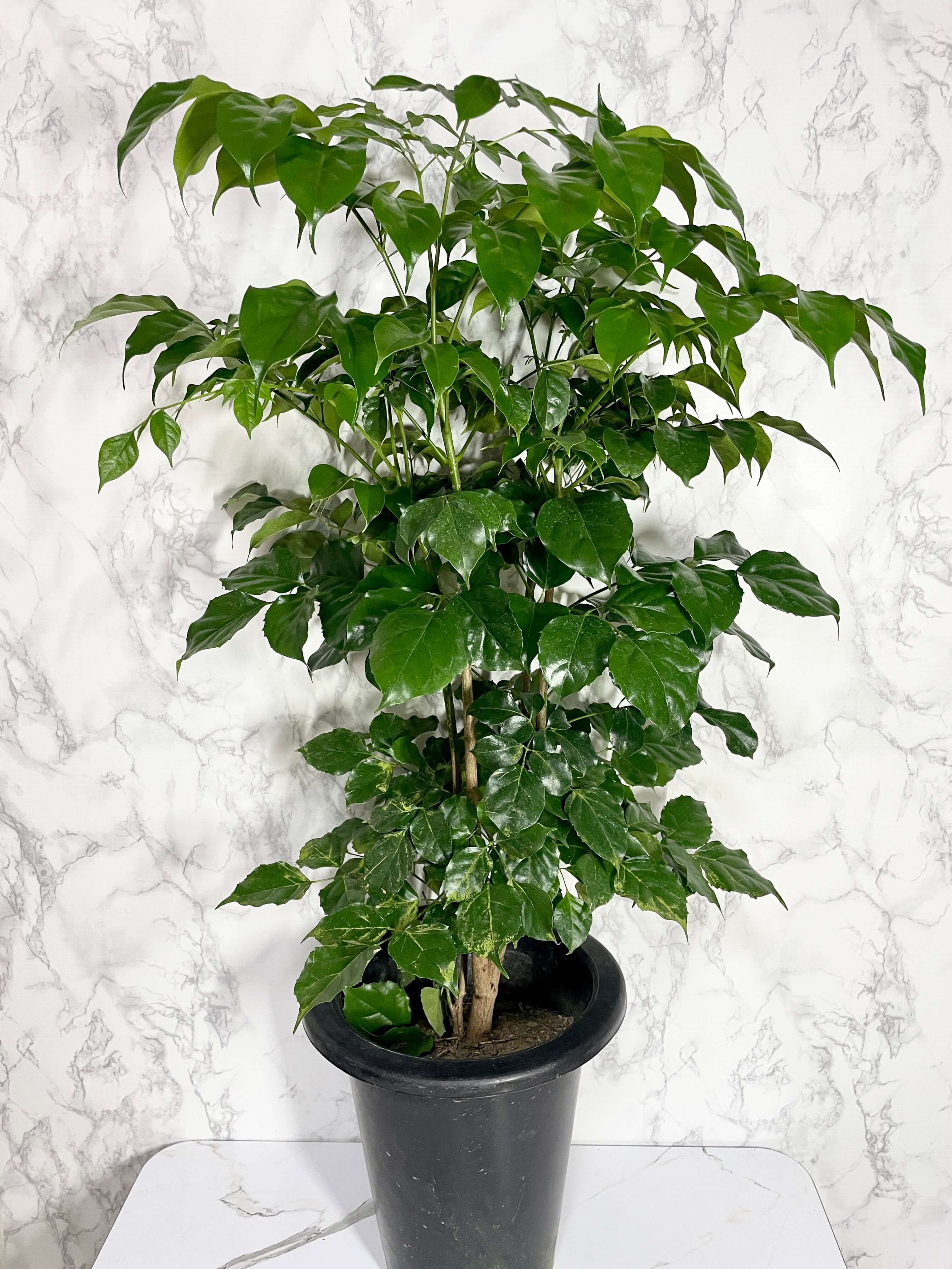 녹보수 키우는법