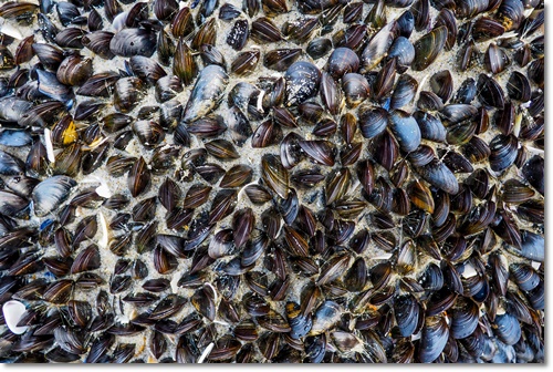 조개류 해감 빼는 법 미세플라틱 잘 제거