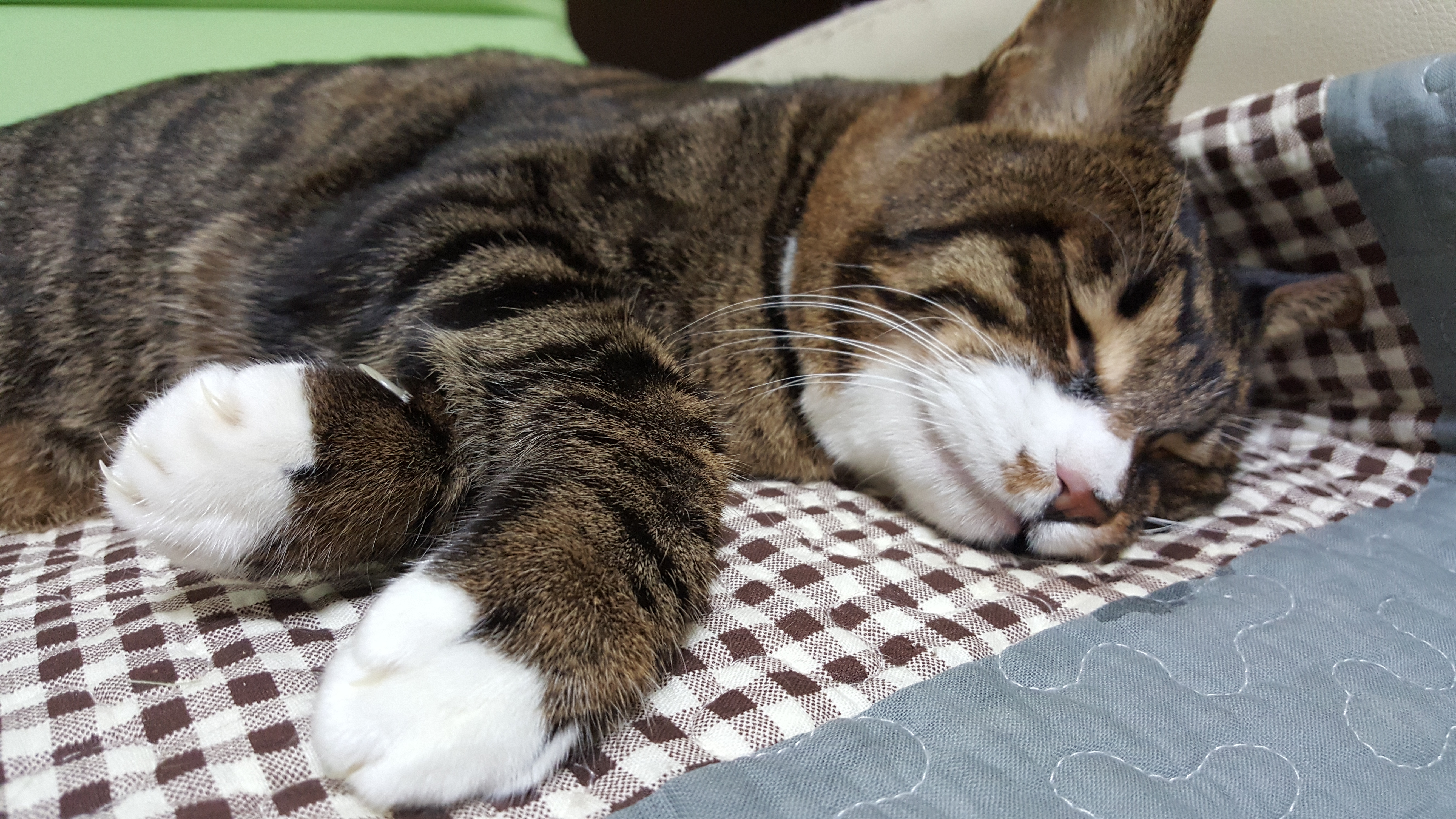 고양이 심장질환의 증상과 조기 발견