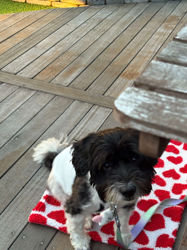 우리집 강아지 출처 /직접촬영