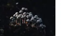 팽이버섯 효능