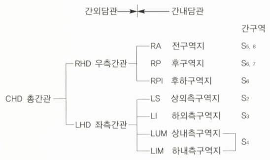 Bile duct