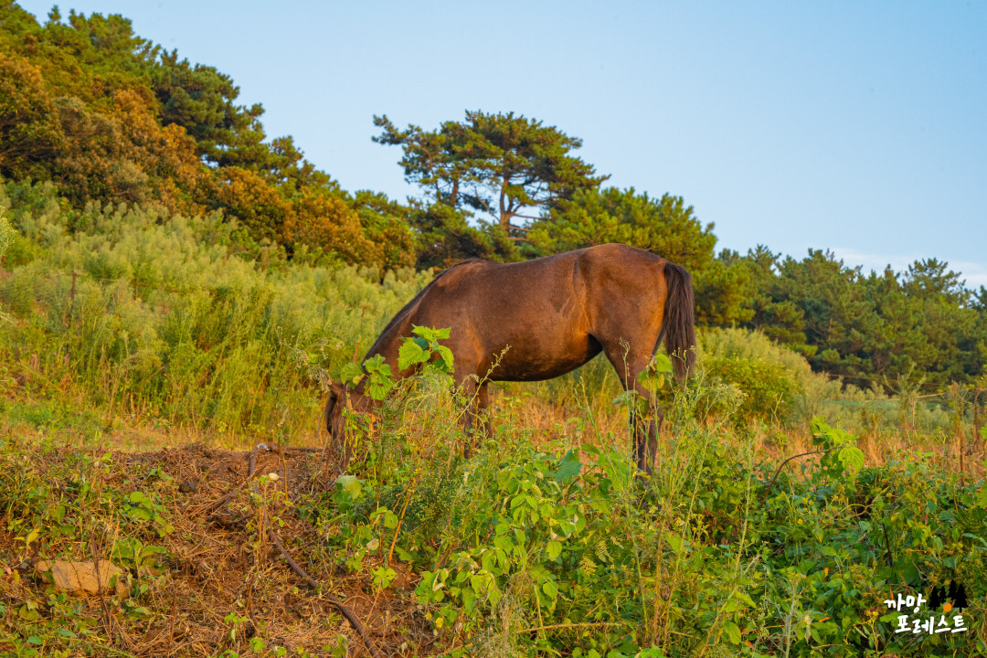 함덕 서우봉 말