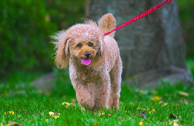 산책 시간이나 거리의 기준