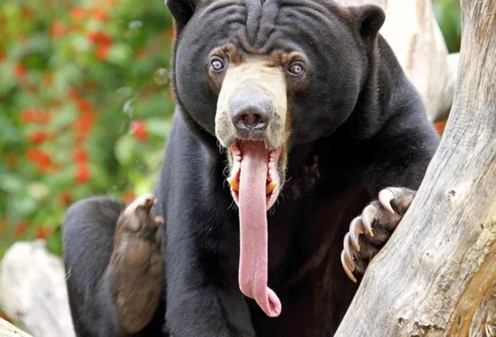 미국 미주리주에 위치한 세인트 루이스 동물원(Saint Louis Zoo)의 수컷 말레이곰 림바(Rimba). 보르네오 섬에서 벌목꾼들에게 포획되어 현지 가정에서 사육되다 구조된 후 세필록 오랑우탄 재활센터를 거쳐 세인트 루이스 동물원에서 사육하게 된 개체다.