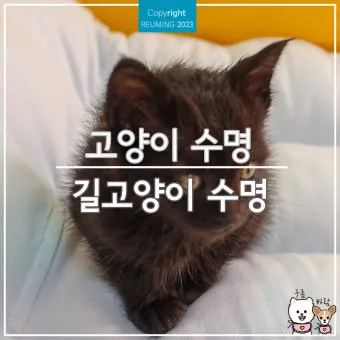 집고양이 vs 길고양이 평균 수명 차이 심층 분석_5
