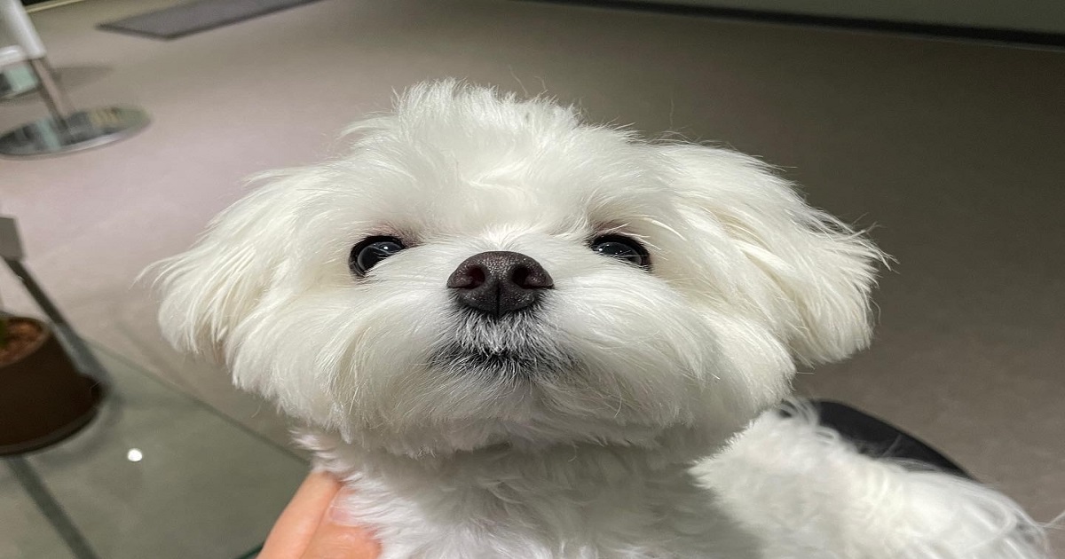 꾸준한-강아지 눈꼽과-눈물-관리를-통하여-깨끗해진-눈을-유지하는-강아지