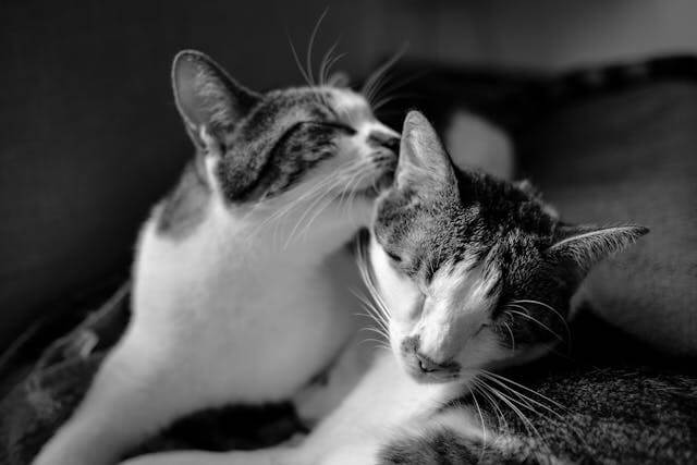 고양이 꿈 해몽의 의미