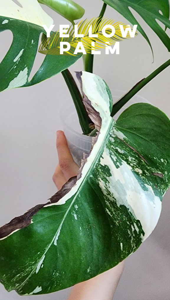 몬스테라 알보 키우기, 식집사, 식물키우기 취미,