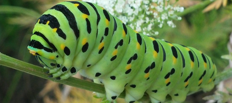 호랑나비 애벌레1