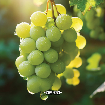 포도 효능