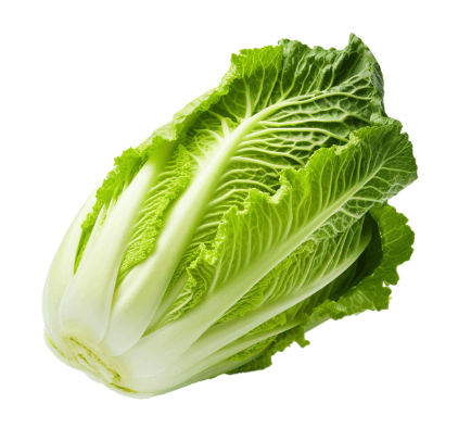 절임배추 만드는법 영양 보관방법 구매팁