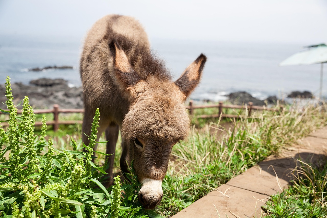제주도 여름휴가-제주도 당나귀